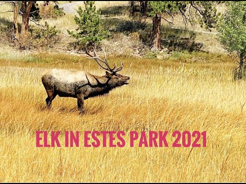Elk in Estes Park 2021
