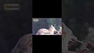【動物世界】狐狸偷兔子肉，差點被老鷹揍（中） #動物 #紀錄片 #動物紀錄片