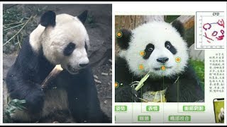 Cina: la app con il riconoscimento facciale per salvare i panda | Insider Italiano