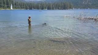 Matilda swims!! #blacklab #blacklabs 