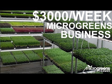microgreens business selling $3000 per week to restaurants
