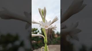 Wada Raha Sanam #flowers #eplorepage #explore #youtubeshorts #viralvideo #viralshorts #trending