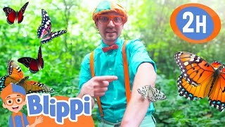 Blippi Visits A Butterfly Science Museum |  Blippi and Meekah Best Friend Adventures