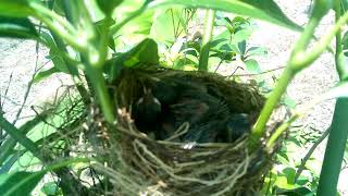Candidly photographed the pasqueflower's nest and was discovered by the mother bird!