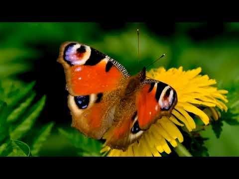 Giving Wings to a Movement