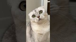 Love story💙Part2 #cat