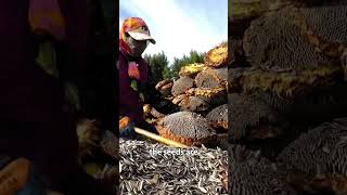 How Sunflower Oil is Made
