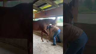 Can’t wait for the guys comeback 👑 #barrelhorse #horse #equestrianjourney #horsecare