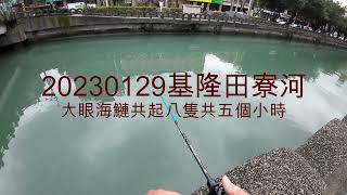 20230129基隆田寮河大眼海鰱
