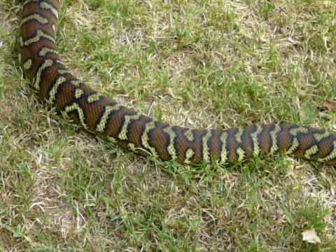 Morelia Bredli - Centralian Carpet Python