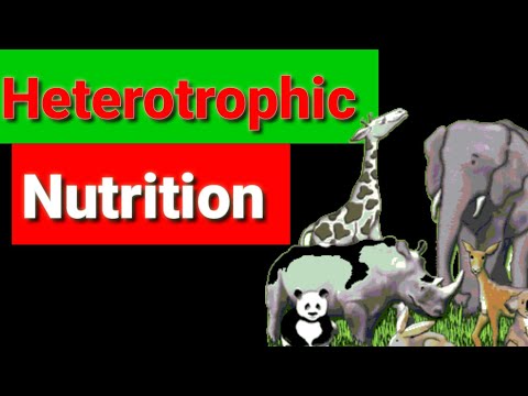 Heterotrophic Nutrition || 'Life processes ' - 3 || In hindi ( हिंदी में  )