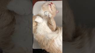PERSIAN VS MAINE COON – WHICH CAT IS RIGHT FOR YOU?