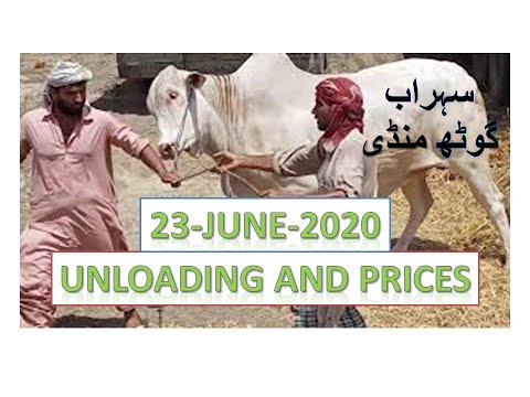 Cattle Prices 2020 | Sohrab Goath Maveshi Mundi 2020 | Mundi Update | 23-june-2020
