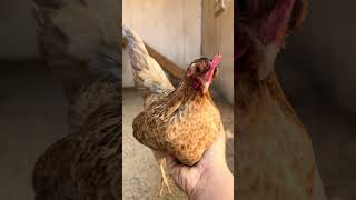 Everything you need to know about raising bantam & standard chickens together 🐓✨#chickens #farmlife