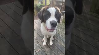🤪 #puppy #cute #doglover #dog #pets #saintbarnard #2024 #dogs #dogshorts #puppylife #puppies#short