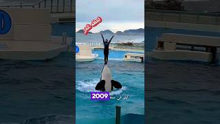 حوت الأوركا