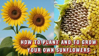 HOW TO PLANT AND TO GROW YOUR OWN SUNFLOWERS #flowers #sunflower #sunflowers #plants #gardening