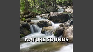 Mellow Bird Nature Recording