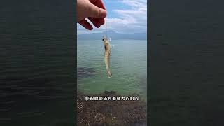 为什么虾长的这么适合被吃？ #科普一下  #冷知识 #大龙虾