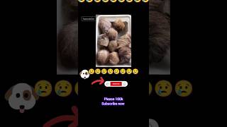 😢 #animals #amazingfacts #amazing #animalrescue #experiment #factfiesta #shortvideo #funny #shorts