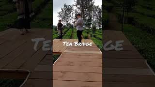 Tea Bridge Gunung Mas Puncak #teabridge#gunungmaspuncak #wisatapuncakbogor