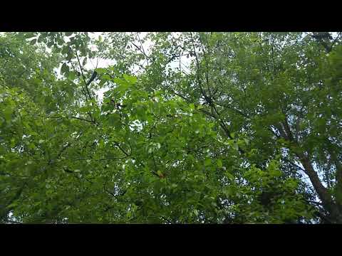 Cicadas are louder...