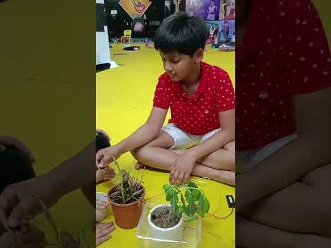 At Summer Camp,  students performed Soil moisture test using BBC Microbit from @microbit_edu
