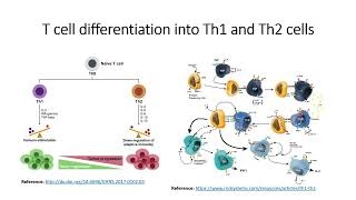 Immune cells: T-cell differentiation into (T helper cells) Th1 and Th2 cells #Code: 572