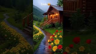 #rain #rainyday #habesha #neshneshtv #neshnesh #flowers #flowerstv #flower #flowergardens