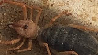 Camel spider (Solifugae Eremobatidae) (#75)