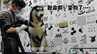 宠物店：像哈士奇这种傻狗，洗澡就在家洗吧，下回别来了！