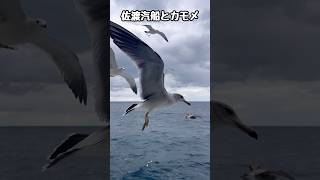 佐渡島の両津港から新潟港へ行く佐渡汽船と並走するカモメがかなり近い位置まで来てくれる！カモメが飛んだ！カモメが飛んだ！独りじゃ生きられないな！ / Sado Trip