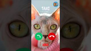 Taxi 😺 🤙#viralvideokids #catshorts #kidsshorts #ringtone #cutekitten #viralshorts #shortshumor #gato