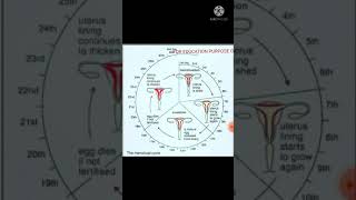 Menstrual cycle 💖 #shorts #magnetbrains #unacademy_subscription_in_description