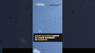 Amur falcons arrive in droves in Manipur's Tamenglong | The Federal #shorts