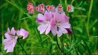 《爱情独立日》｜耳边响起他执子之手的诚恳请求｜好听的歌曲｜