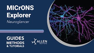 MICrONS Neuroglancer | Tutorial