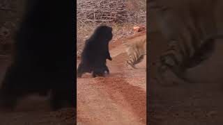 Mother protects its cub from a huge Bengal tiger