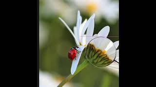 Magnifying Lens Effect Using Photoshop