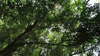 【免費影像素材】森林｜蟬鳴聲｜環境音｜30 Sec