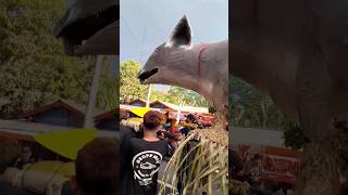 WONDERFUL INDONESIA - Arak-arakan monster tikos sawah | KARNAVAL SALAMAN 2023 #shorts #javanica