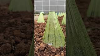 Cone Covers for Seedlings