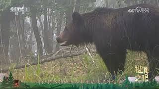 《秘境之眼》 棕熊 20250718 |  CCTV