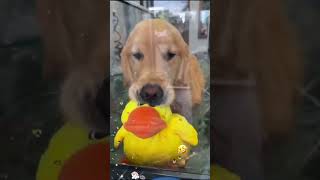 Happy dogs #happydog  #dog  #funnyvideos  #funnydogs  #cutedog  #doglife  #dogs