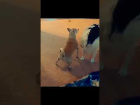 😂🤣Funny🤣🤣Like and Subscribe 🤣 #best #reels #shorts #funny #dog #dance #epic #fail RB Memes Edit