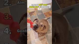 Ranking Best Dogs Small Bite Moments