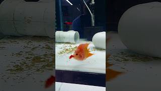 Feeding fish to my short body Flowerhorn 🤌🏻#petcarat  #fish #flowerhorn #aquariums #fishroom #viral