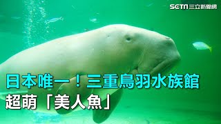 日本唯一！三重鳥羽水族館超萌「美人魚」｜三立新聞網SETN.com