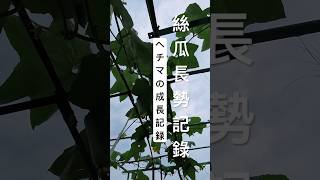 ヘチマの成長記録｜絲瓜長勢記錄｜家庭菜園日記 #家庭菜園 #樓頂菜園 #新鲜采摘 #gardeningtips #garden #絲瓜