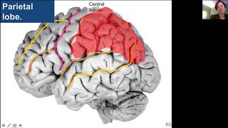 Brain anatomy Part 2 Health4theworld Academy